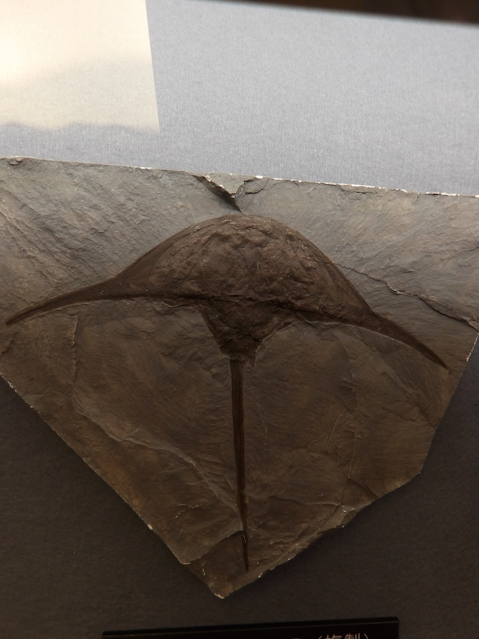 笠岡カブトガニ博物館見学記念再掲&amp;展示物のオーストロリムルスとライセート試薬
#クック先生の動物講座 