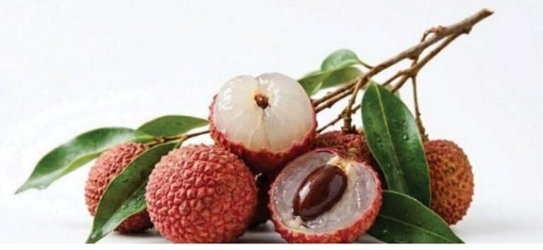 AssamTrendts9v's tweet photo. The Tezpur Litchi Festival has begun in Assam, 
showcasing the region’s renowned litchis and focusing 
on expanding their reach to global markets.

A boost for local farmers, exports and Assam’s agri-
economy. 

#TezpurLitchiFestival #Assam #Litchi #Agriculture https://t.co/AiRwQ83Cfo