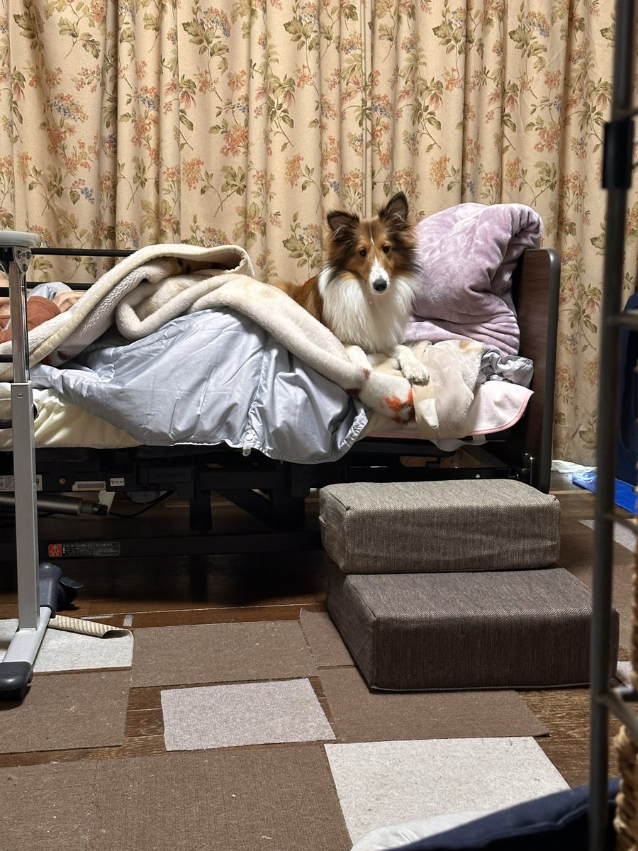 ukaruru's tweet photo. 本日のロック皇子。夕方の御幸は雨天の為割愛(もしかしたら後で行く) ＃犬のいる暮らし ＃シェルティ ＃その投票券はかすりもしていませんよと言いたげな皇子 ＃今日は飛び降りました ＃そして帰宅拒否男子 https://t.co/SJOJmJo5mf