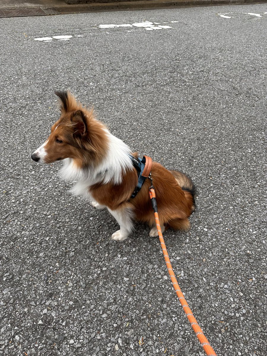 ukaruru's tweet photo. 本日のロック皇子。夕方の御幸は雨天の為割愛(もしかしたら後で行く) ＃犬のいる暮らし ＃シェルティ ＃その投票券はかすりもしていませんよと言いたげな皇子 ＃今日は飛び降りました ＃そして帰宅拒否男子 https://t.co/SJOJmJo5mf