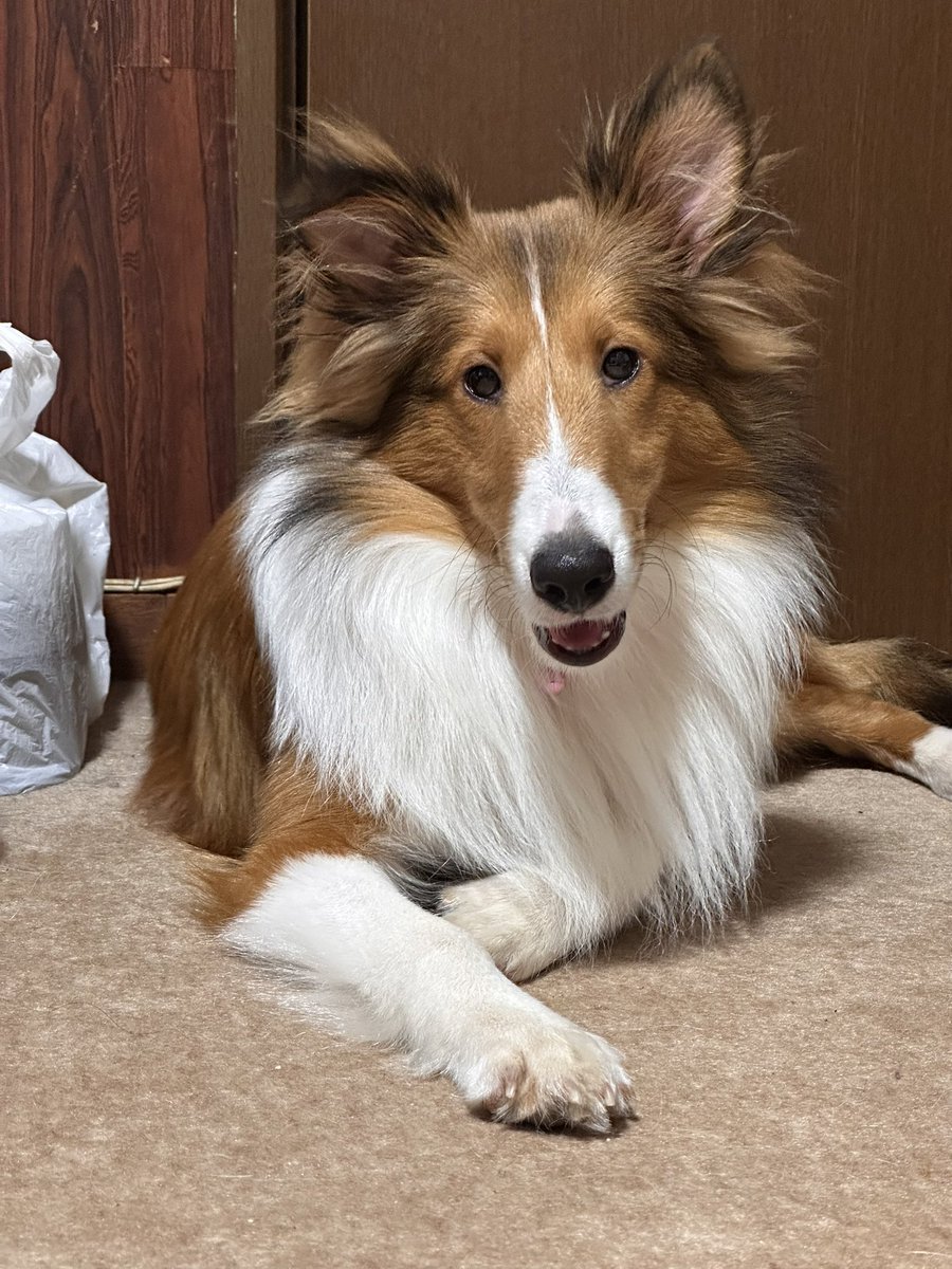 ukaruru's tweet photo. 本日のロック皇子。夕方の御幸は雨天の為割愛(もしかしたら後で行く) ＃犬のいる暮らし ＃シェルティ ＃その投票券はかすりもしていませんよと言いたげな皇子 ＃今日は飛び降りました ＃そして帰宅拒否男子 https://t.co/SJOJmJo5mf