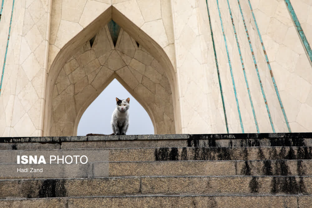 امید حسینی tweet media