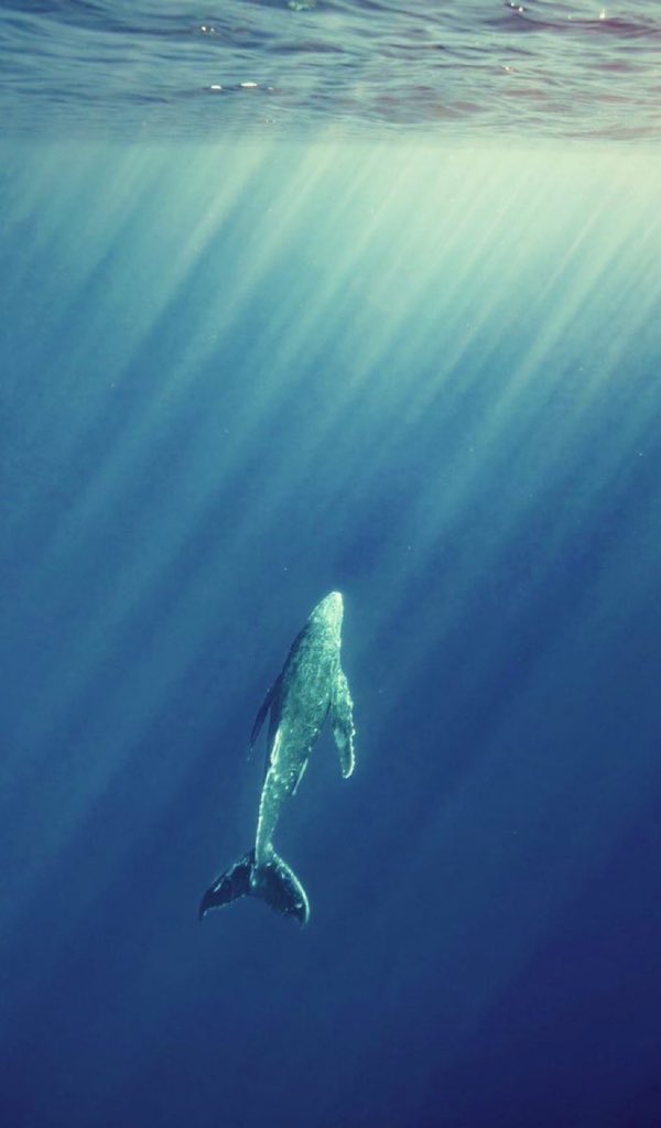 nature_yukiueda's tweet photo. 人間のいない場所で暮らす動物たちの世界。 https://t.co/k8wERDkxU2