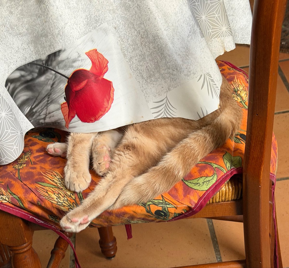 lilocheetah's tweet photo. La nappe à pas l’air de déranger Lilo https://t.co/46SJEqeXPO