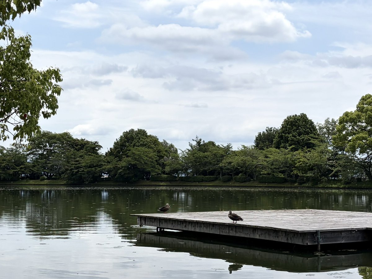 tunaaa_pi's tweet photo. 大覚寺さん(🦆ロケ地)の大沢池に🦆おった https://t.co/7xu8SXZumI