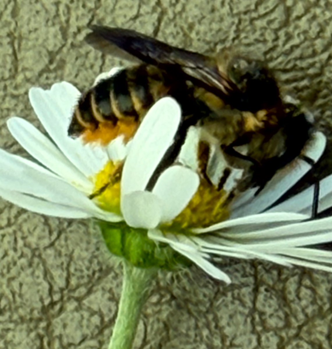 NorwaySkandin's tweet photo. 2/ Weitere Fotos von der Mörtelbiene (?) auf der Blüte von #Bellis.
Das Gelbe an der Unterseite vom Abdomen dieser Wildbiene ist die mit Pollen beladene Bauchbürste der Mörtelbiene. 

Das ist doch etwas für @pollenpaar ? https://t.co/fnaGVzuYbM