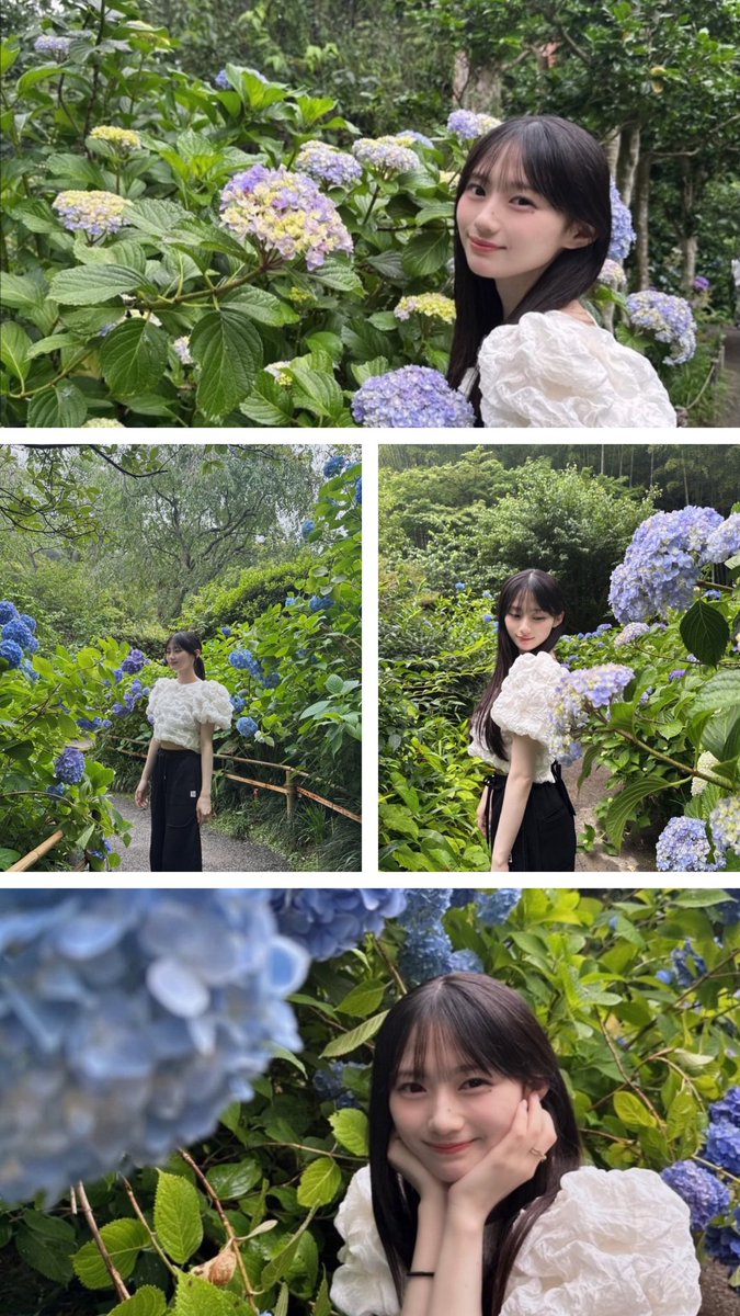 yuuchi555's tweet photo. 紫陽花と桜　どちらも良い「花」や
梅雨始まりますね〜
＃sakutangram
#川﨑桜 https://t.co/h7fL5BzqNM