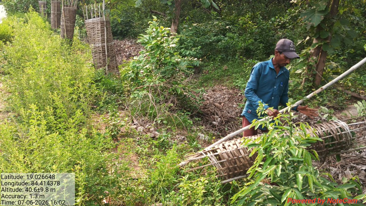 frospalli's tweet photo. 2nd Year  maintenance work being carried out for MGNREGS Avenue Plantation from Bhaliasaji to Tala Buratal in Tumba Section of Samantiapalli Range today. https://t.co/nLFwoX35AF