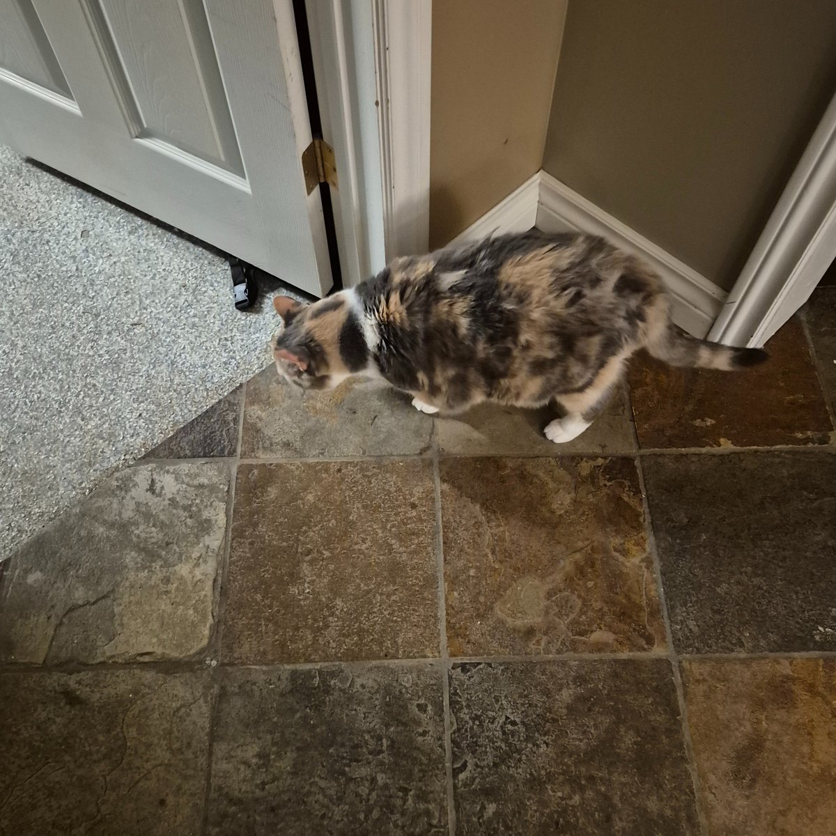 TechnossanceCat's tweet photo. Are you gonna go my way? https://t.co/gcYnLo77Q0