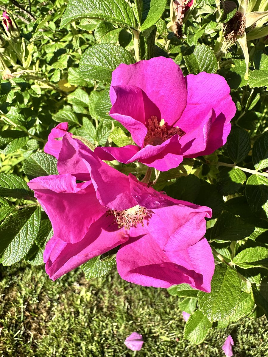 writermom62's tweet photo. Nothing better than an early morning paddle with the scent of wild June roses in the airโฆHappy Sunday friends๐ค๐ซโ๏ธ
#WritingCommunity #CapeCodLife https://t.co/xrCztlkv3R