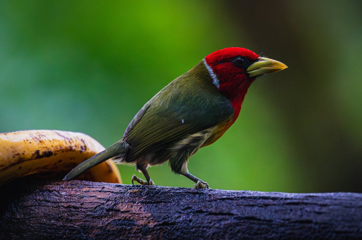 jp_monge's tweet photo. Red-headed barbet (Eubucco bourcierii) ♂

#bird #birdphotography #nature #naturelovers #photography #Nikon #Nikon100 #NikonNoFilter #NikonPhotography #ShotOnLexar #CreateNoMatterWhat #YourShotPhotographer #wildlifephotography #wildlife #CostaRica https://t.co/tukiHJ9GJn