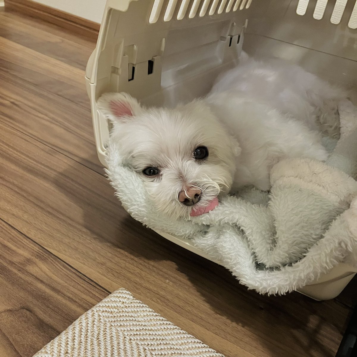 droboInu's tweet photo. 洗われたふわふわベロンチョ、疲れてすんやりの様子 https://t.co/U9doHtrsNE
