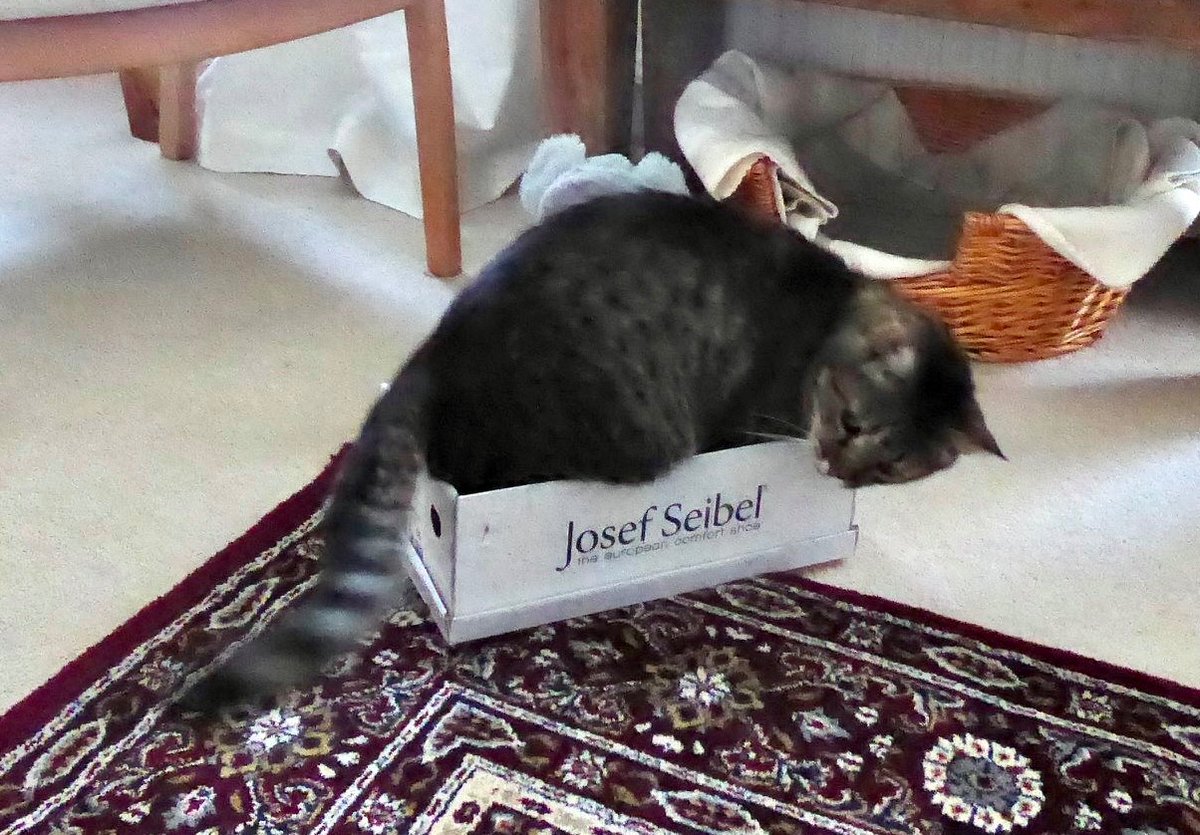 Bencat90866404's tweet photo. A #Throwback to a #CatBoxSunday in 2020. Ben🌈 was often ambitious in his property acquisition ❤️ https://t.co/cDcvmIAber