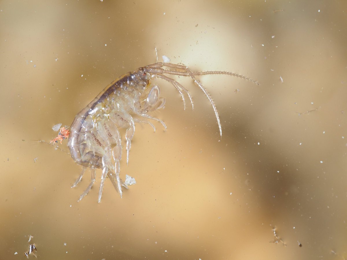 2d0rn0t2d's tweet photo. 分類学会で見かけた生き物たち
どれも名前しか知らないような生き物だったが、発表を聴いて解像度が上がるとさらに魅力的に見えてくる

メリタヨコエビ科（？）　塩分少なめのタイドプールにいた
Pacificampa sp. 　今回の発表で紹介されていた産地のもの
海棲ガガンボ類　所属不明。磯で羽化していた https://t.co/9pFhE0PGJU