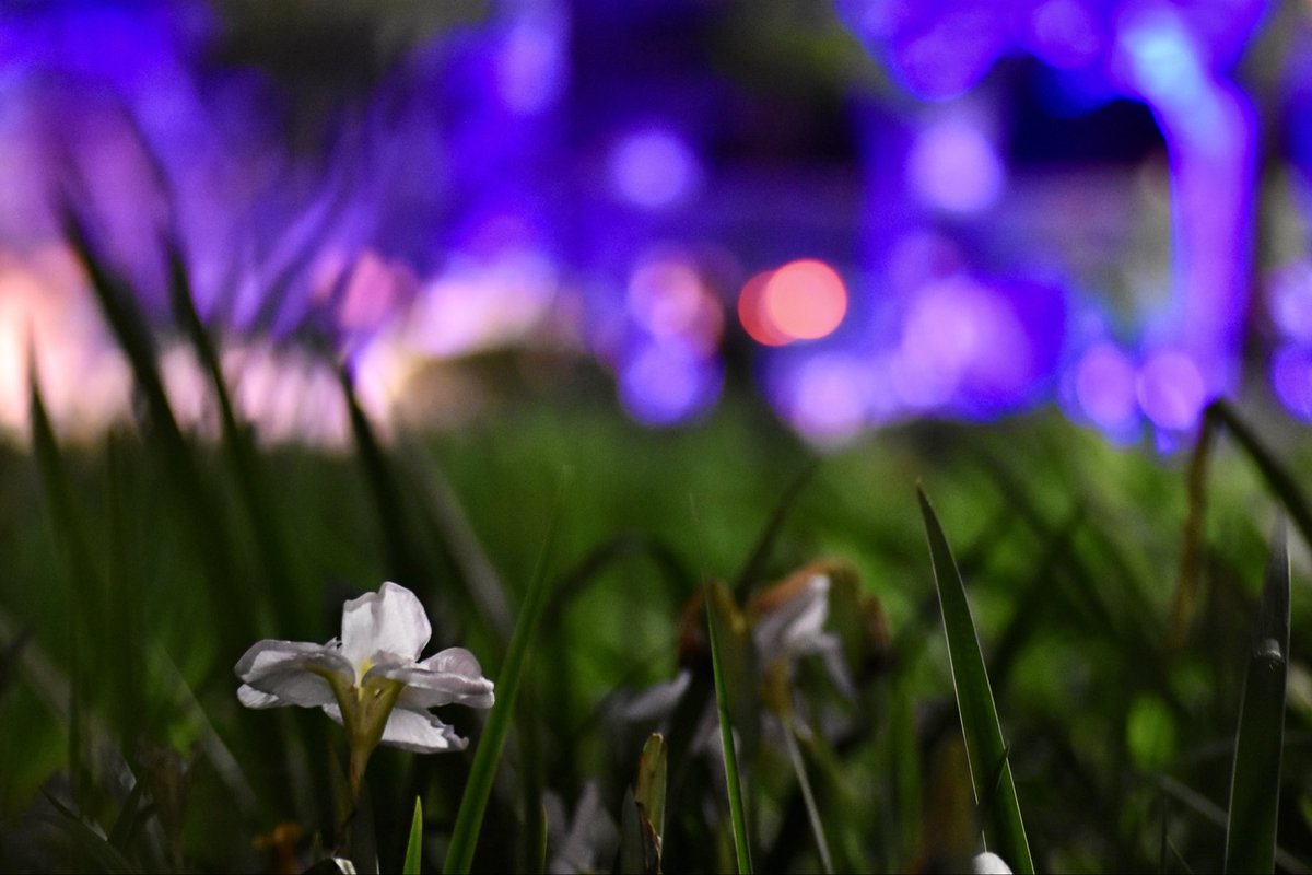 inui_20260116's tweet photo. カラフルな光へ向く

カメラ:Nikon D7200
レンズ: TAMRON SP AF90mm F/2.8 Macro 1:1 [Model 72E]

#タムキュー
#菖蒲
#TLを花でいっぱいにしよう
#yohas https://t.co/z4lSpTM2yq