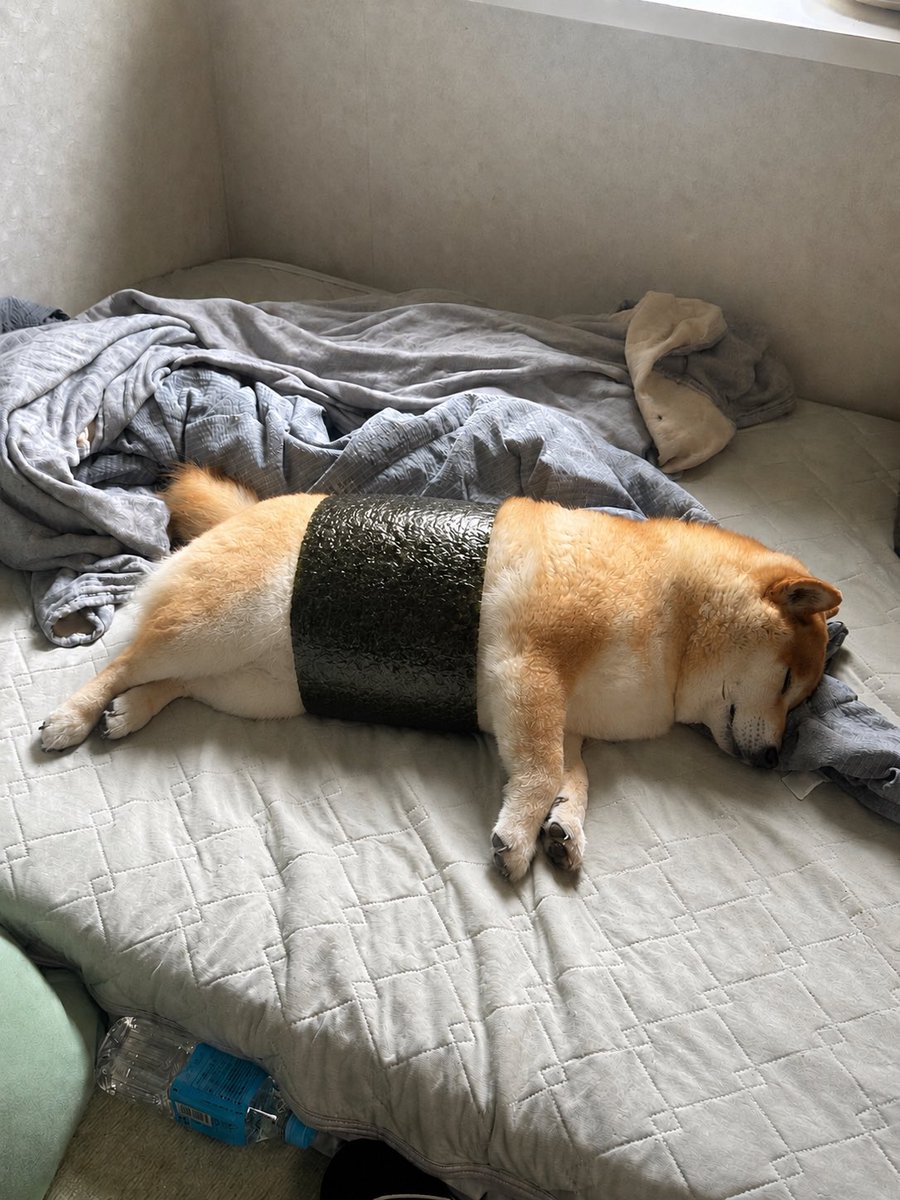 柴犬おもち tweet media