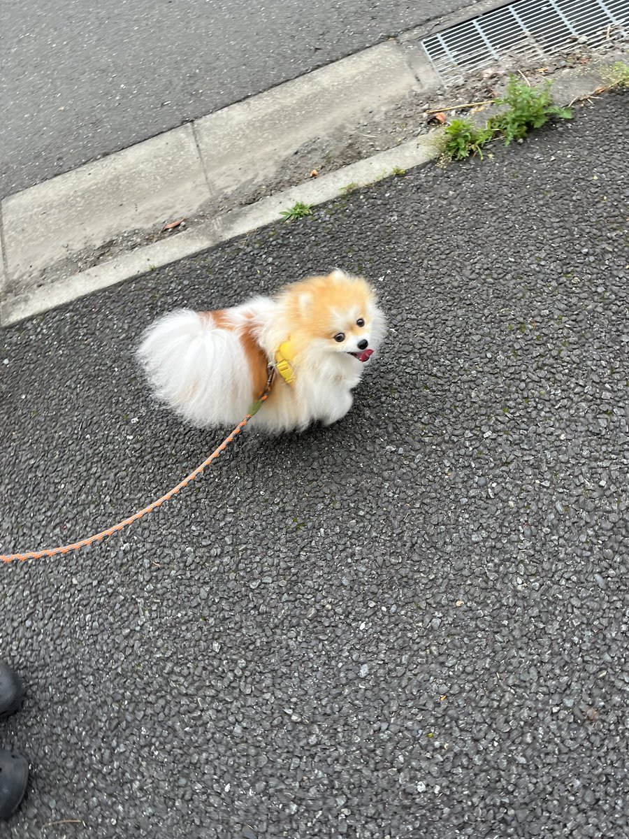 chapacochan's tweet photo. 涼しくてお散歩日和だったね！

#犬のいる暮らし 
#ポメラニアン https://t.co/J8KZOQWimy