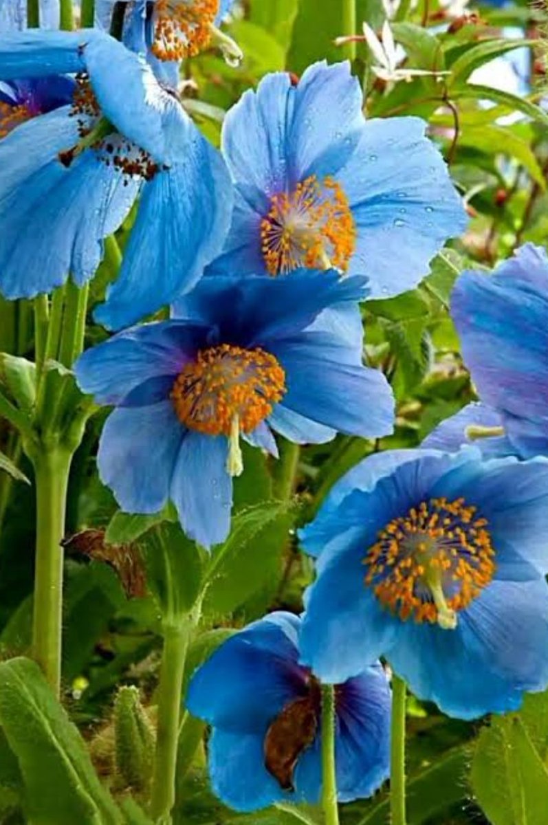 Pancho66196600's tweet photo. 今天是2026年6月7日
七哥失去自由第1181天
每天祈祷战神荣耀回归
🙏🙏🙏
期盼蓝莲花开遍喜马拉雅
🙏🙏🙏 https://t.co/S2XXXVejgX