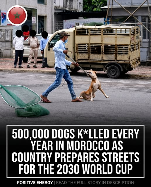 KFranc91's tweet photo. BOYCOTT MOROCCO.

THE GREATEST GENOCIDAL COUNTRY OF ALL TIME. 

BANISH IT FOREVER.

CONDEMN IT FOR ETERNITY.

NEVER FORGET. https://t.co/NS5dQ803yx