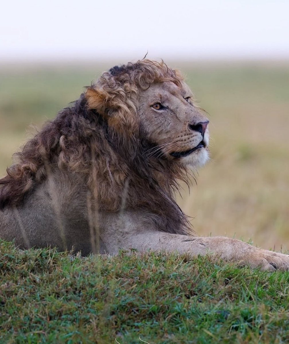 Puppieslover's tweet photo. A wild life photographer captured a male lion with a mane so perfectly curled it looks straight out of a salon.

📸 : @silent_whispers.photography https://t.co/i06BZ1BtgT