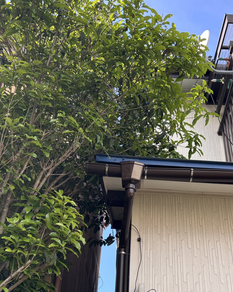 icebreak39's tweet photo. 実家の隣の木が屋根にかかり、期限が過ぎても対応がなかっ���ので、父の遺品の高枝切り鋏 を研いで自分で切った。誰の時間も奪いたくないと一人でバッサバッサやりながら、ふと反省。自分は何でも一人でやるタイプだけど、万が一の時のためにも、これからは夫や周��に「協力を仰げる人」になろう、とね https://t.co/S26HuJbuEb