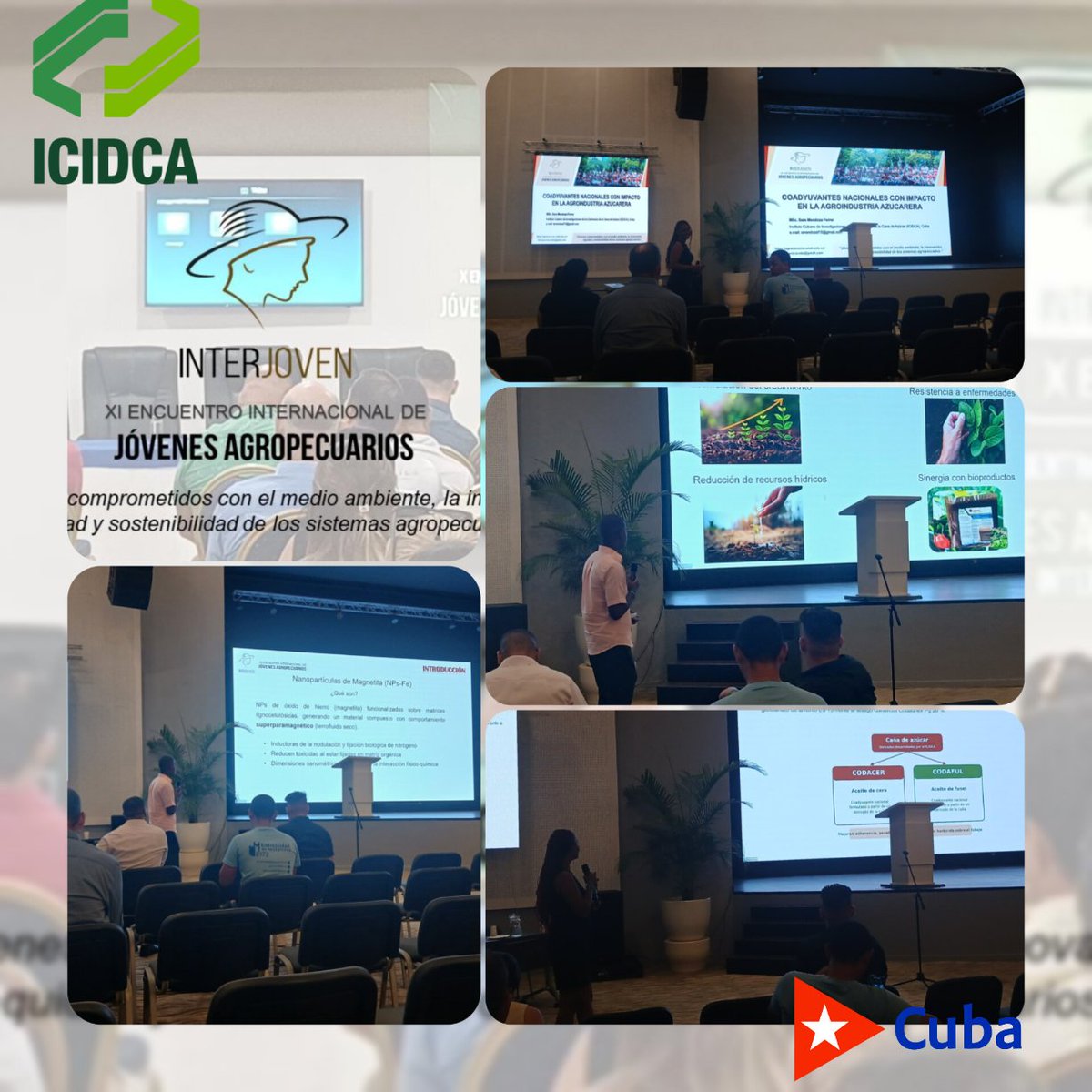 ICIDCA3's tweet photo. Participan especialistas del ICIDCA en XI Encuentro  INTERJOVEN 2026 
"Mejora continua del rendimiento agrícola con el empleo de nanopartículas".  Landy  Mora Pons
"Coadyuvantes nacionales con impacto en la agroindustria azucarera".  Sara Mendoza Ferrer
#icidca @Cici https://t.co/VymbanDRPR
