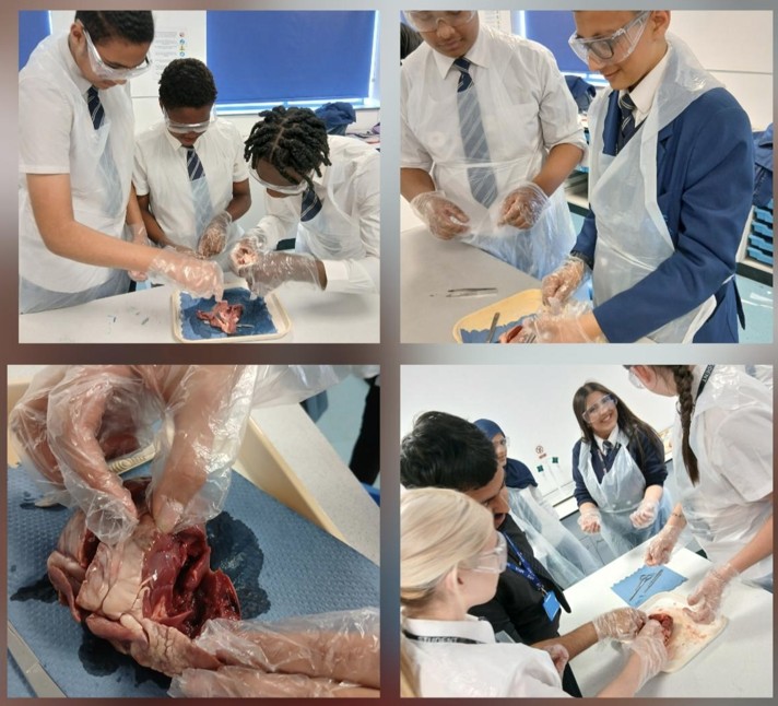 Castle_Hall's tweet photo. Our Year 9 students have been exploring the organisation of the circulatory system and developing their understanding of how the human body works.
Great to see such curiosity and engagement as they build their knowledge in science 🧠🔬
#ScienceInAction #STEM https://t.co/oojxt3HrGt
