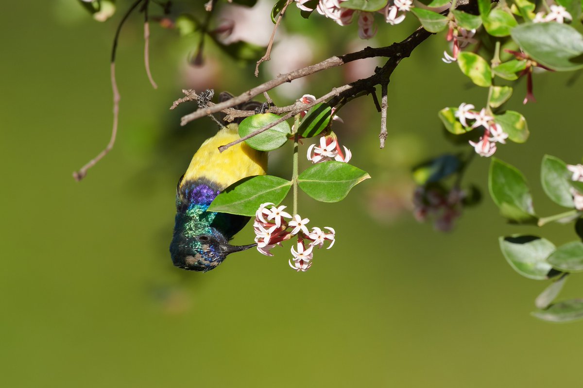 bownaankamal's tweet photo. Wildlife of Ethiopia

1) Little bee-eater | Lake Langano
2) Peregrine falcon | Debree Libanos
3) Variable Sunbird | Debree Libanos

Photo by @BlackRockLionX aka @BownaanKamal
A Click with Nikon
.

.

#EthiopianWildlife #africanwildlife #NikonClicks #africageophoto #WildlifePhotography