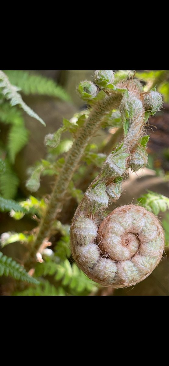 annewells26's tweet photo. @London_W4 I just love ferns unraveling. Lots in my garden &amp; take photos every year. They are beautiful 🤩 https://t.co/EKXCVPBdg8