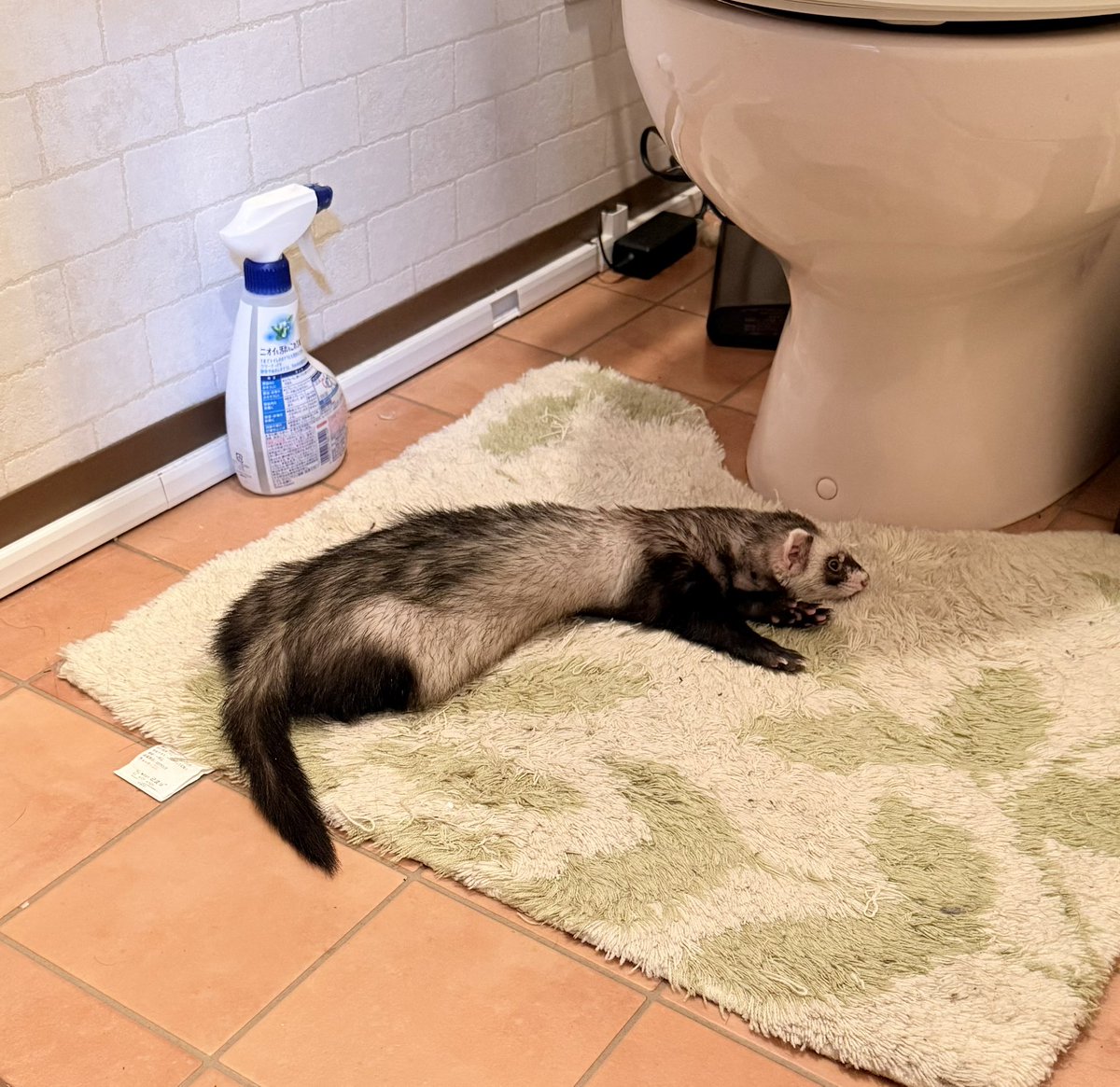 RetoYuz's tweet photo. トイレでゴロゴロしてた https://t.co/OBLFjGbjfn