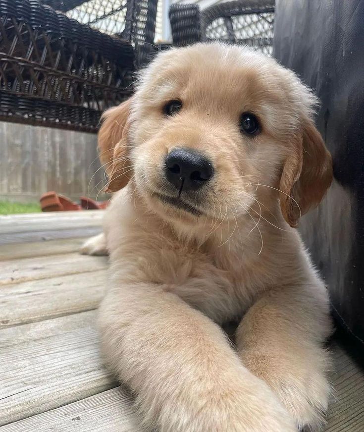 Feel Good Animals 🐾 tweet media