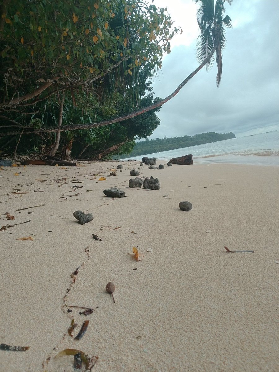 geoign's tweet photo. ジャイアント・パミス！
Photo by David Putulan at Manus Issues FB forum:
https://t.co/RH30M7Ww7w https://t.co/dXI8ZHU2d9