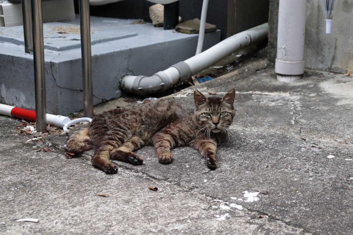 every_de's tweet photo. 長崎キャットタウンに来ました https://t.co/u0B7baVqEX