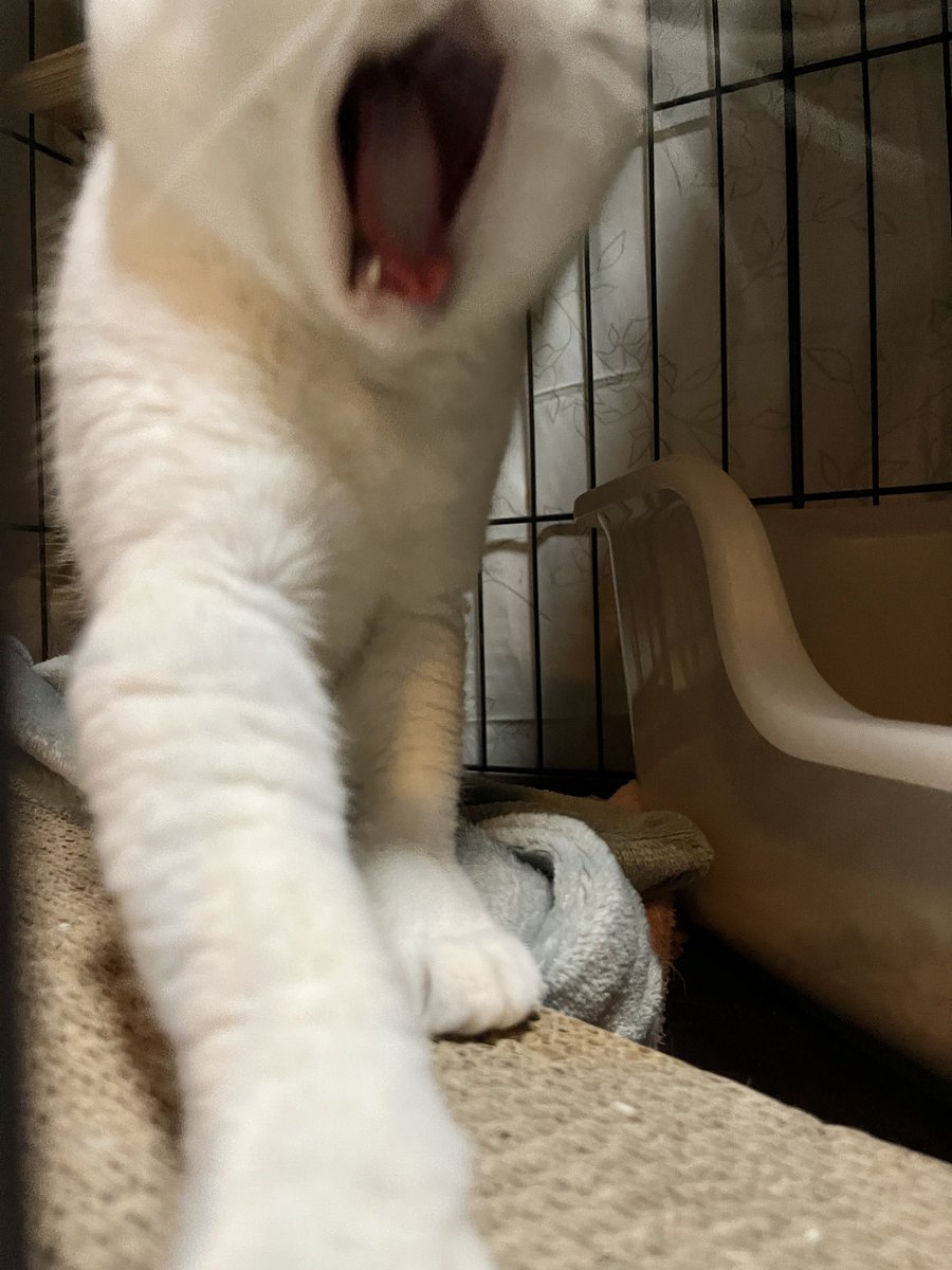 devergnodee2's tweet photo. （すっごい眠たそう） https://t.co/FuKHjrALC4