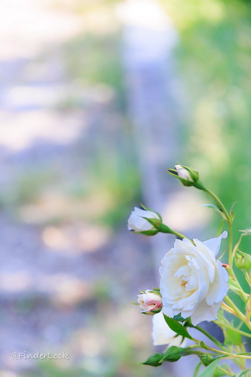 FinderLock's tweet photo. White Rose on the Roadside🤍
#TLを花でいっぱいにしよう
#eosr10 #rfs18150 https://t.co/AgYsC8ncLI