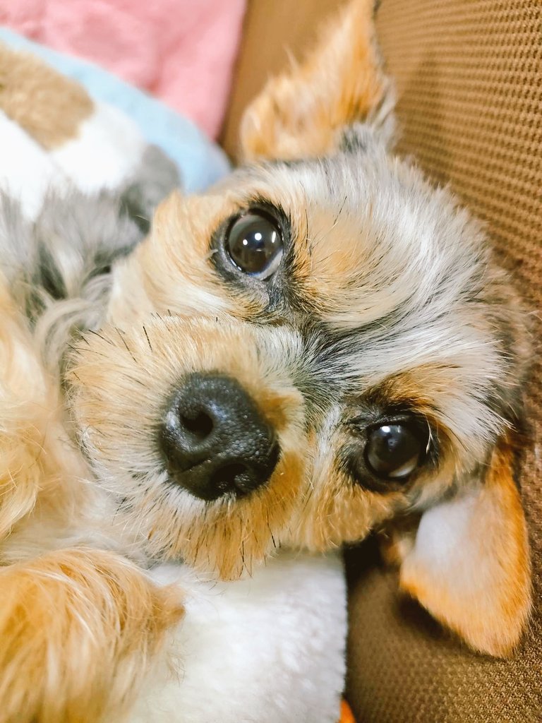 debaser1976's tweet photo. 今日の坂戸での出張も終了して帰宅いたしました。
お疲れ様でした🙇。
雨の中を帰ってきたのですが、なんでも本日に発表があり関東地方は梅雨入りしたとか。

デ「だから湿っけで獣臭さが際立っているのか、君はw。」
愛犬「・・・(いいからボーロをくれよっ！🐶)」

嫁ｻﾝにシャンプーしてもらいな。 https://t.co/ZhPxu1QMjk
