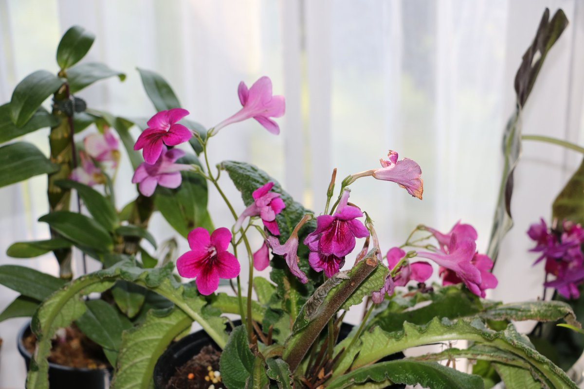 oldandall's tweet photo. My Winter garden. https://t.co/yWXm0E4TsF