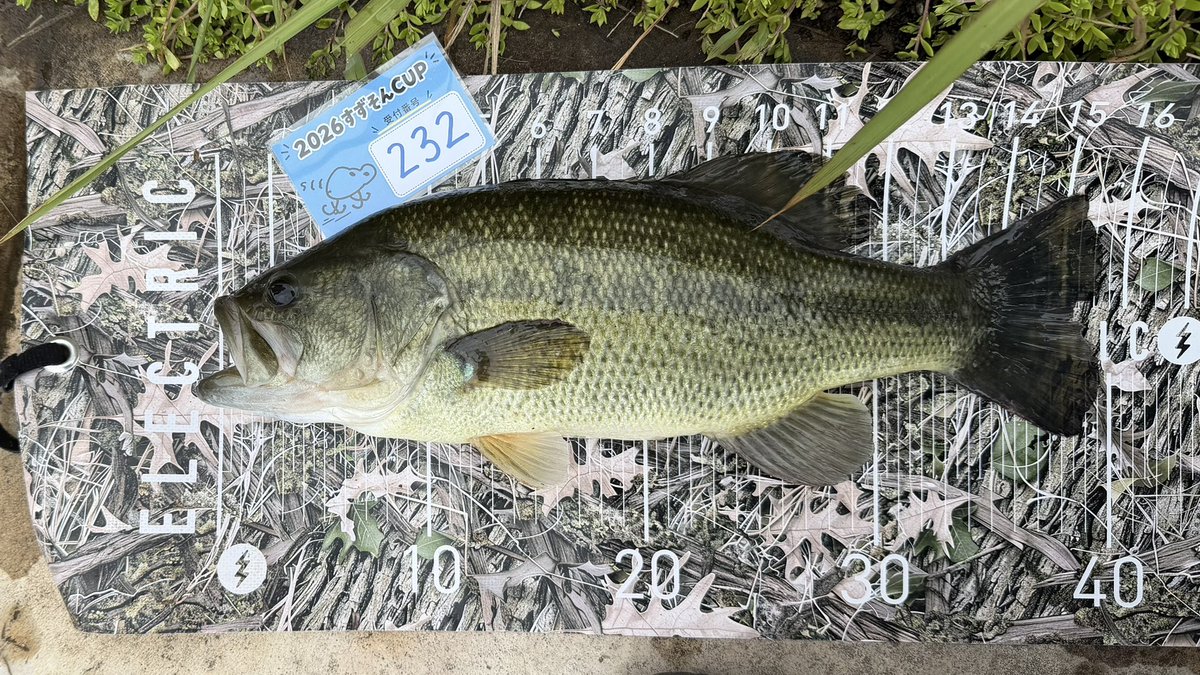 tmo_omy's tweet photo. 今日はすずそんカップにカブくん@kabufishing_ と参戦✨

良いサイト場で40ある無し釣らせてもらいました❤️

ガイドありがとー🙏

#すずそんカップ https://t.co/QcEF3A9zC1