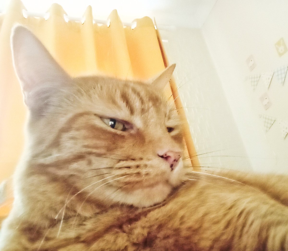 BreeMagee1111's tweet photo. Been busy today... relaxing! ๐บ๐ฝ๐๐ค๐๐๐๐๐๐ค๐๐โจ๐
#restday
.
.
#cats #catsoftheworld #cat #catlover #catphotography #catlife #catlovers #pets #kitten #ilovecats #petlovers #meow #kittens #catoftheday #kitty #love #cute #pet https://t.co/iztFTyUt7T