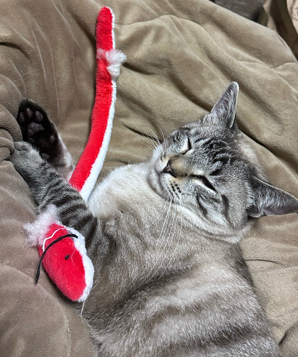 うちの子もこのヘビ大好きだから全色買い揃えた🐍 猫のくせに投げたら