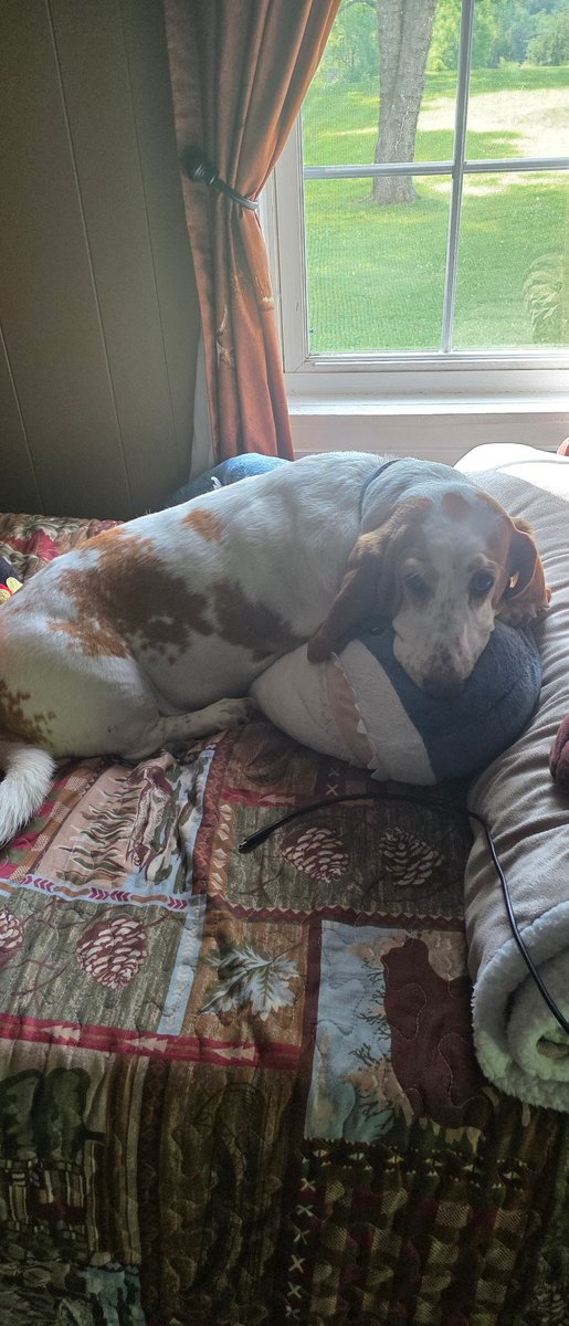 WFlames28's tweet photo. So my dog can cuddle Blahaj but I can't. That's crazy. https://t.co/4RRwjYwx0Z