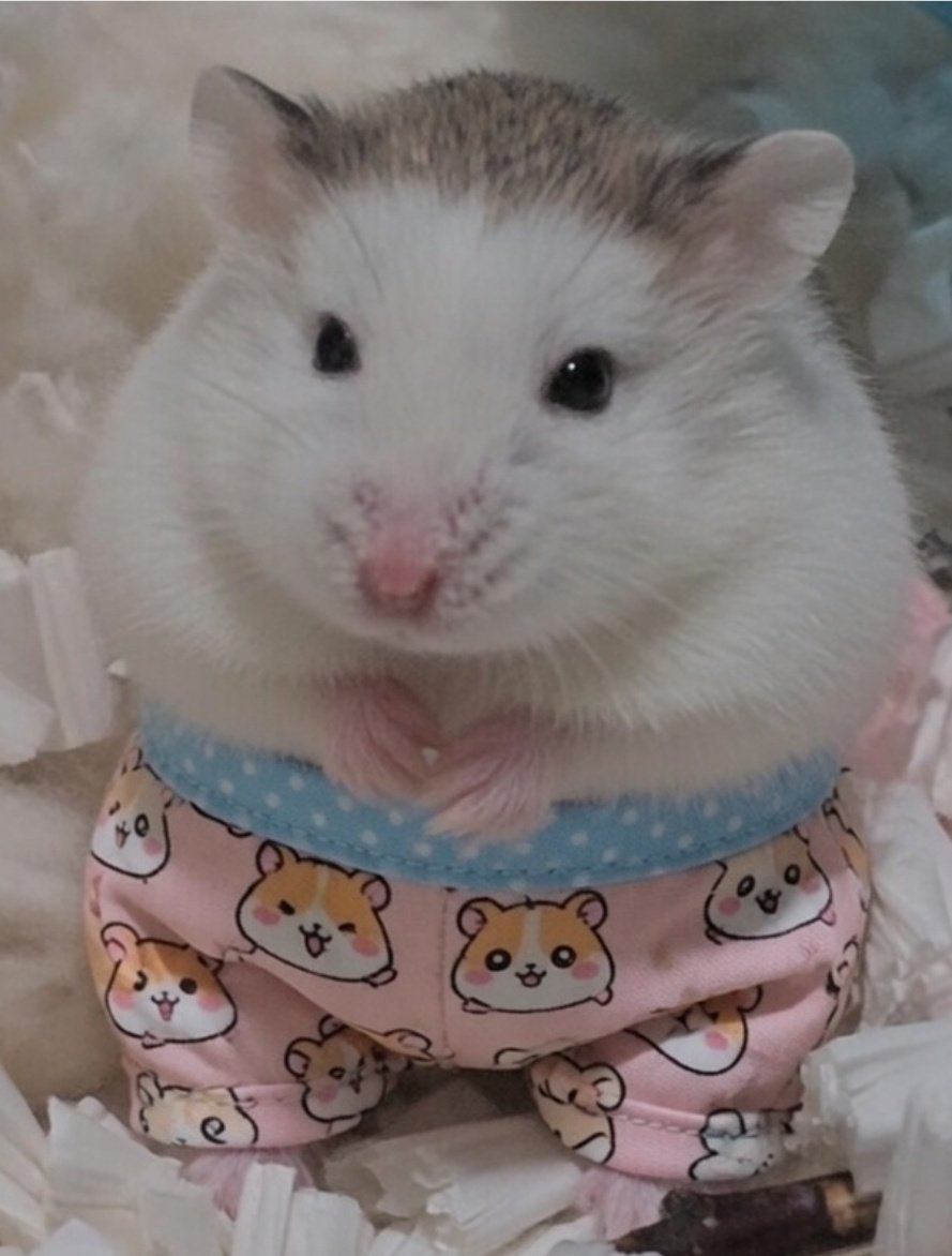 375Nam's tweet photo. ちろちゃんもはいたの🐹

ちろちろちろちゃん🥰 https://t.co/Kj4yqu0k0w