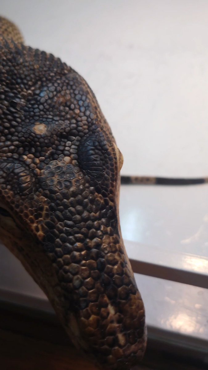 hebigami01's tweet photo. 相変わらずの距離感
#ミズオオトカゲ
#サルバトールモニター
#watermonitor https://t.co/qKQtazBgGq