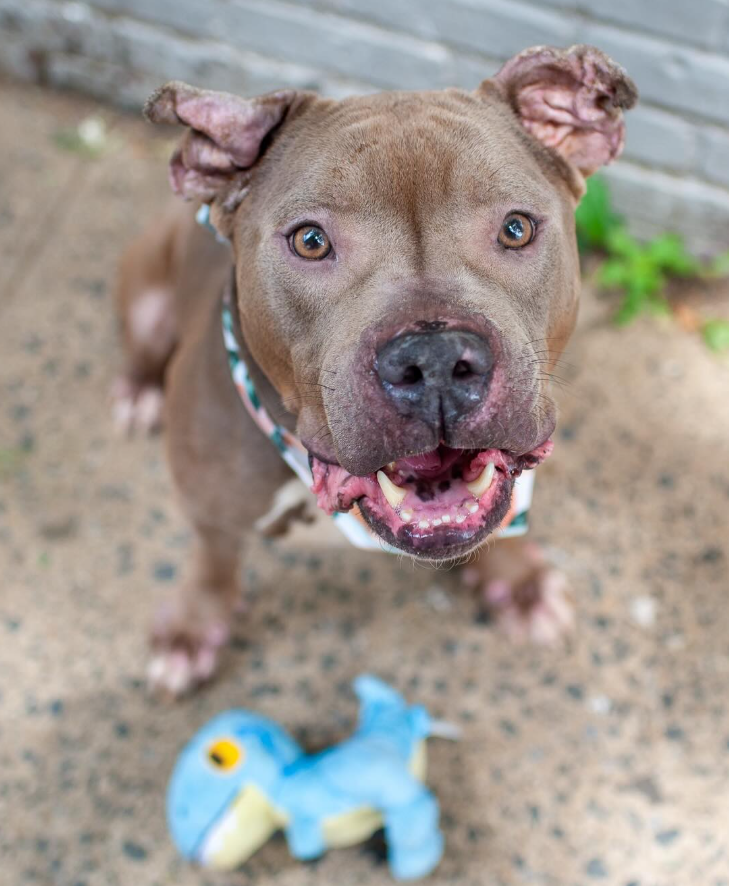 NMBewitched's tweet photo. #SundaySpecial 

I have a crush, a serious crush
Therefore all of you must also🤭💘💝

Evander did not go to the Adoption Event today in #UnionSquare #KnicksFans 
Because people do not want a dog w/ scars, sores, butchered ears 

They are missing out...
This phenom is all heart & soul

Evander 
https://t.co/RElI6ol29n 
#AdoptMe