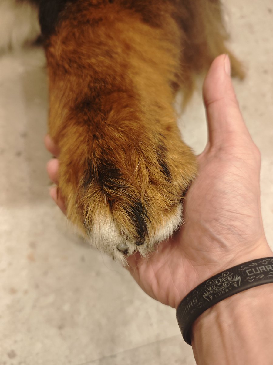 wihf034862's tweet photo. 來吃飯的地方有店狗
好大隻  好好摸
手掌跟我手一樣大耶 https://t.co/cBnkDXfJ8k