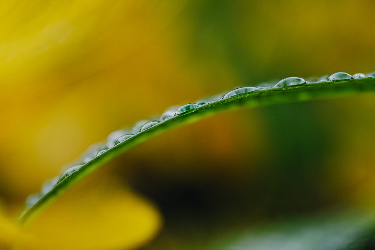 hiromu__photo's tweet photo. SIGMA dp3 Quattro + NiSi CLOSE-UP LENS NCと撮れた写真たち。
非常に楽しい！ https://t.co/FDEhjhEXZX