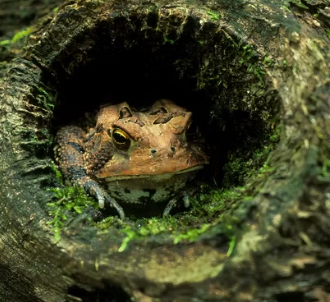 giveashitnature's tweet photo. If you have a tree taken down, don't pay to haul the logs away. Stack them in a back corner instead and you'll build one of the richest habitats a yard can hold.

A pile of logs left to rot becomes a whole food chain. Fungi and beetles move into the softening wood. Salamanders and toads tuck into the cool, damp spaces underneath. Snakes hunt the slugs, woodpeckers dig out the grubs, wrens and chipmunks shelter in the gaps.

Here's the part that surprises people: a lot of native bees nest in dead wood. Mason and leafcutter bees move into old beetle tunnels in the logs and raise their young inside them. The deadwood is a maternity ward for threatened bees.

Build it loose, with plenty of gaps and a mix of log sizes. Leave at least one log touching bare soil so fungi can take hold and the whole thing starts to break down.