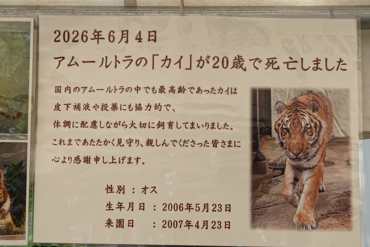 ichihigu0101's tweet photo. 昨日も今日もたくさんの方が献花へ
改めてカイ君が愛されていたことを実感

#カイ #アムールトラ #福岡市動物園 https://t.co/jvIFmbjSiF