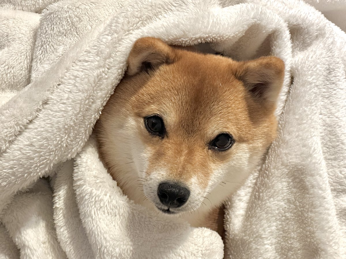 mameshiba__tama's tweet photo. まだまだ毛布はトモダチ https://t.co/7cqXQqxicK