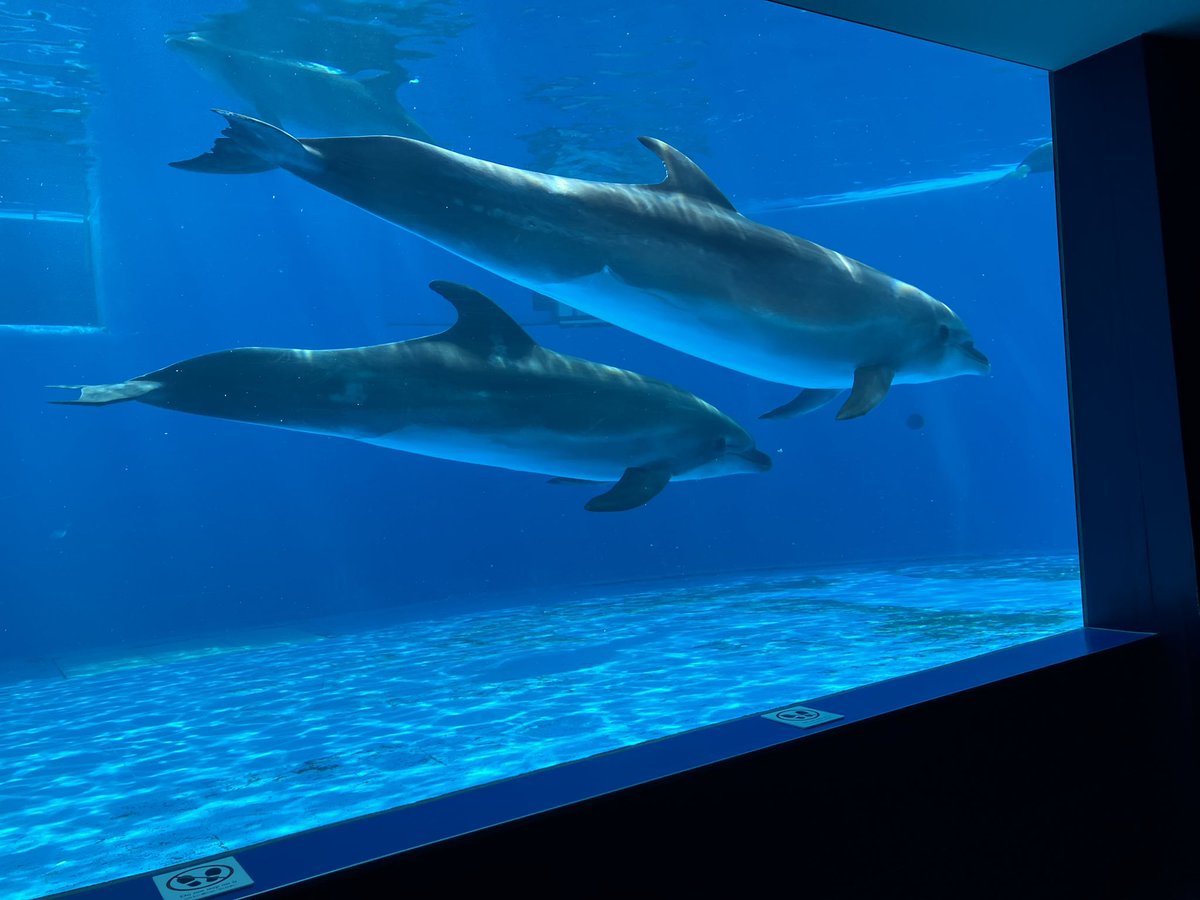sumaseals's tweet photo. @m030m @Ryo_azarashi 私のホーム水族館
ドルフィンホールの水槽は館内でも大きな水槽のひとつ
観覧側の水槽の上部に拭き筋クッキリ💢
ってありえないでしょ⁉️
私はガラス拭きが得意な事もあり
なんなら私が手本を見せてやるッの勢いで
責任者を激詰めしました💢
翌日には許容範囲になり
その後キープされています🙆 https://t.co/XeTbwsy0Cu